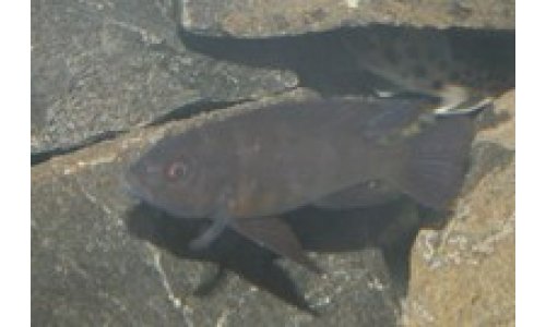 Pseudotropheus crabro